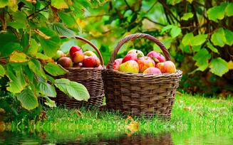 Red apples, лукошко, корзина, mirroring, nature, спелые, яблоки