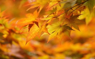 листья, макро, настроение, Осень, жёлтые